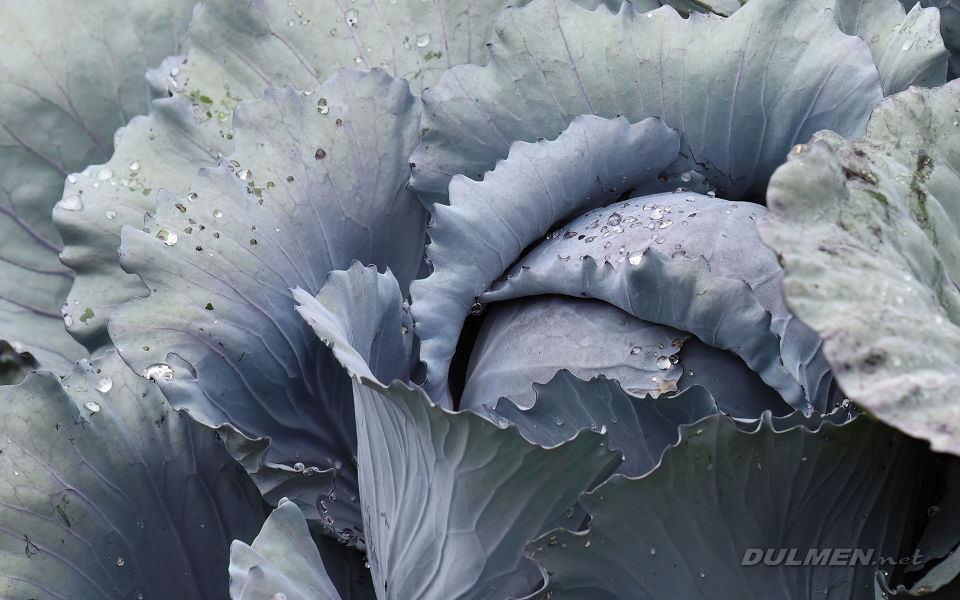 Red cabbage (Brassica oleracea convar. capitata var. rubra)